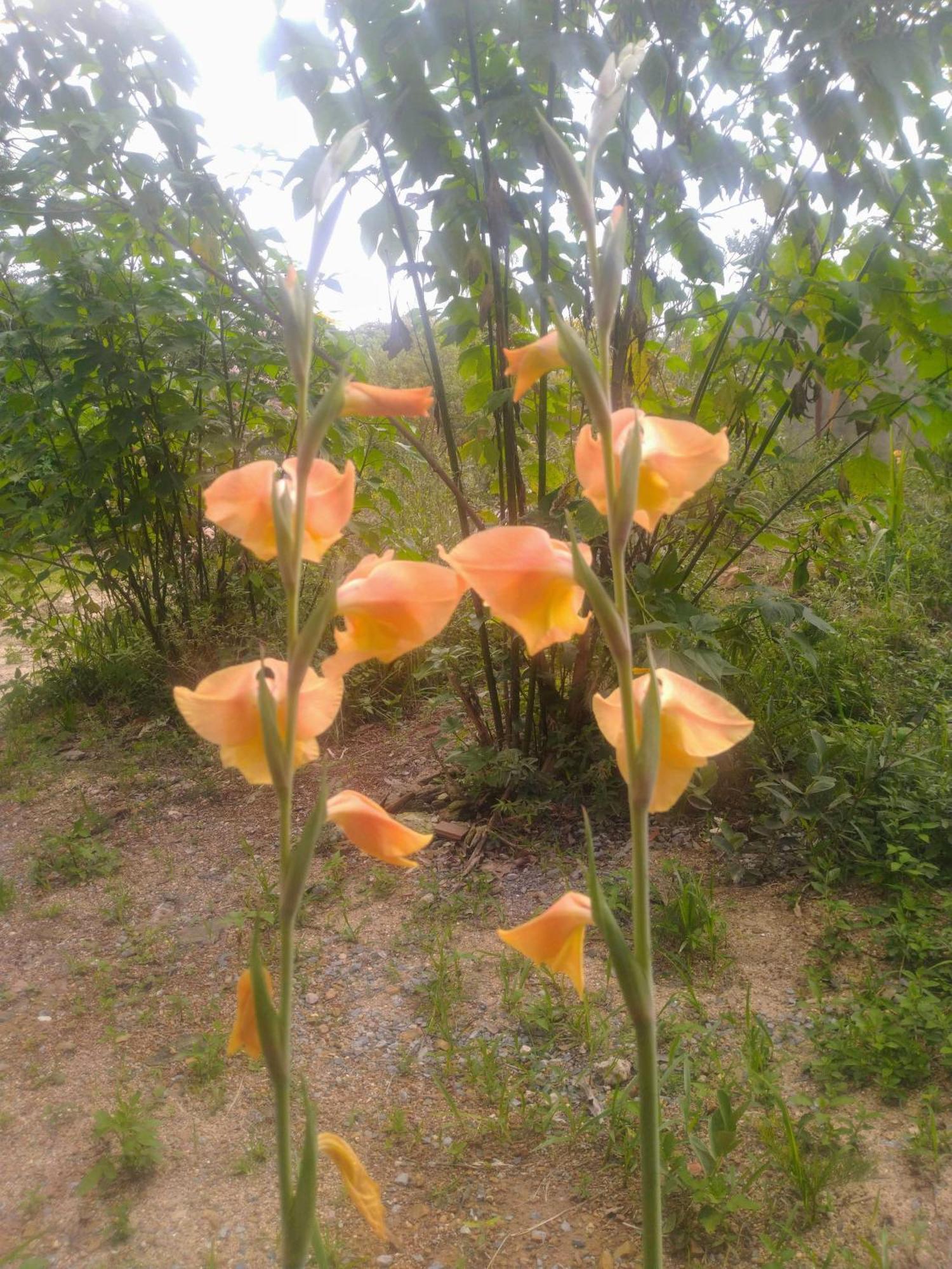 Casa Nomade Homestay Alto Paraiso de Goias